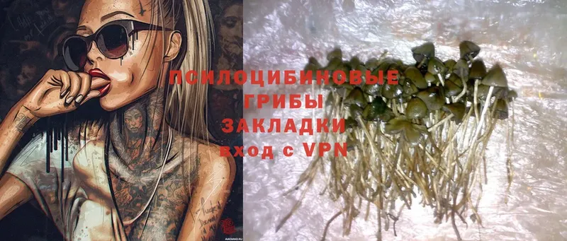 Галлюциногенные грибы Psilocybe  ОМГ ОМГ зеркало  Великий Устюг 